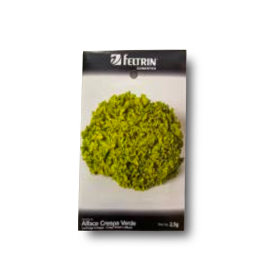 ALFACE CRESPA VERDE 2,5g Laitue Frisée Verte