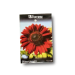 GIRASSOL VERMELHO Tournesol Rouge